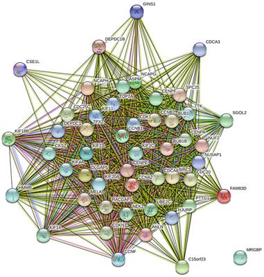 The Association Between AURKA Gene rs2273535 Polymorphism and Gastric Cancer Risk in a Chinese Population